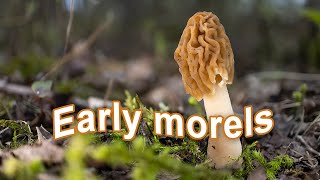 Mushroom Foraging #Shorts - April 2021 - Early morels | Verpa bohemica