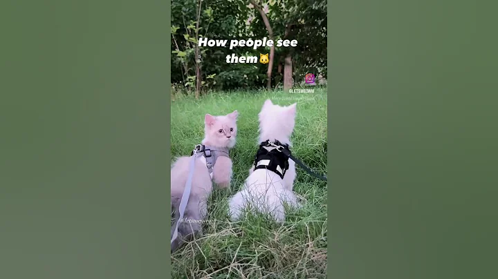 Watch the video about Tiny Lions🩵#letsmeoww #siberianRagdoll #ragdoll #cat #trendingreels #instagram #trendingsongs