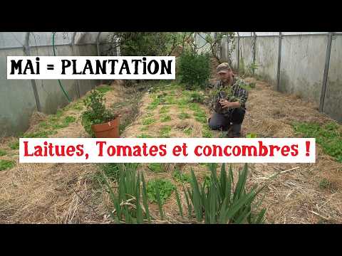 Planting tomatoes and cucumbers in a greenhouse