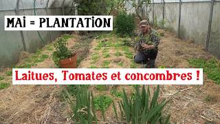 Plantation des tomates et concombres en serre