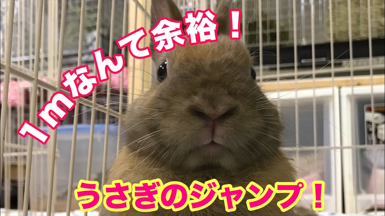 うさぎ サークル脱走トラップ Youtube