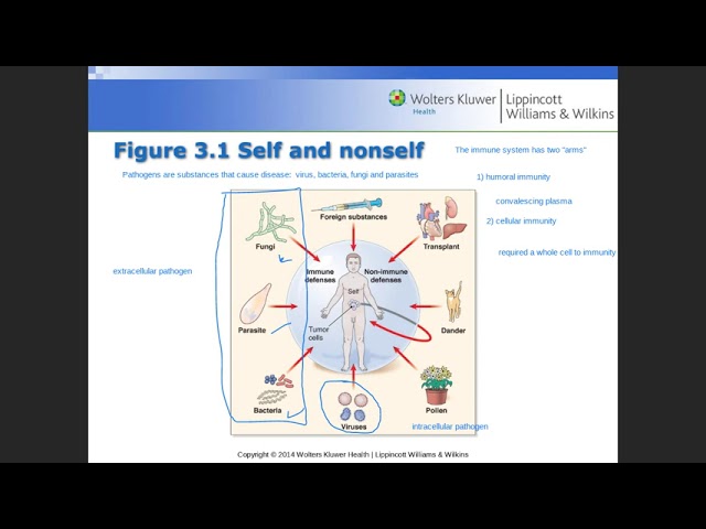 Obejrzyj Immune system part 1 of 3 w YouTube Obejrzyj Immune system part 1 of 3 w YouTube