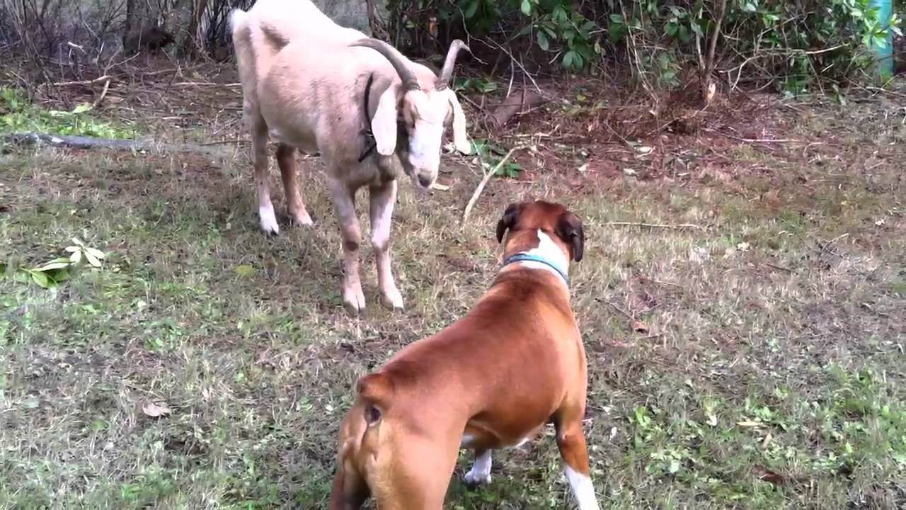 Goat vs dog YouTube