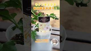 Introducing the new Ranunculus Lux variety! #Gardening - YouTube