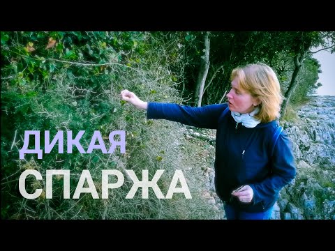 Собираем и готовим дикую спаржу в Хорватии. Истрия. Ровинь