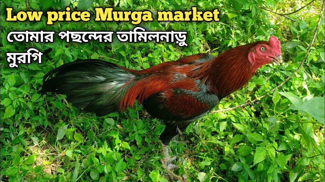 1 No quality Aseel Murga Feko Haat // Top Quality Aseel Murga Market West Bengal
