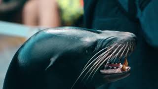 Cozumel - Swim with Dolphins