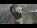 Bei Bei the Panda is So Adorable Celebrating First Snowfall in Washington D.C.