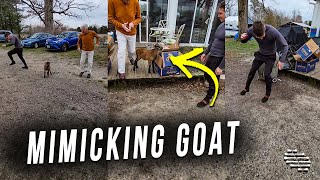 Precious Little Goat Copies the Moves of a Guy and a Man