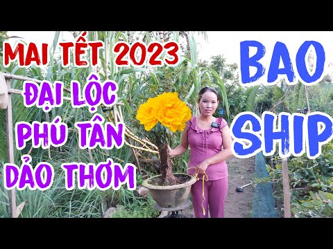 Video ????23/10????0398567173-0988532942????MAI GIỐNG????️cúc... - youtube