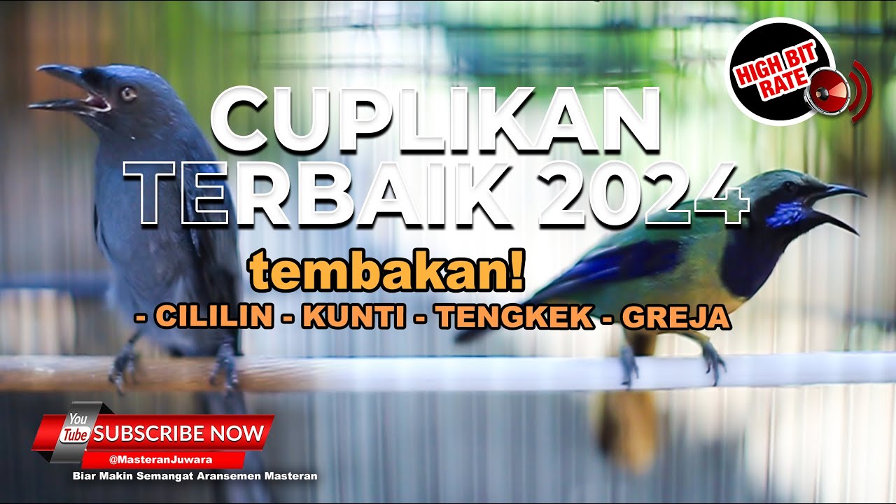 🔴 Cuplikan Terbaik Masteran Juwara 2024 Cililin Cucak Cungkok Srigunting Abu Abu