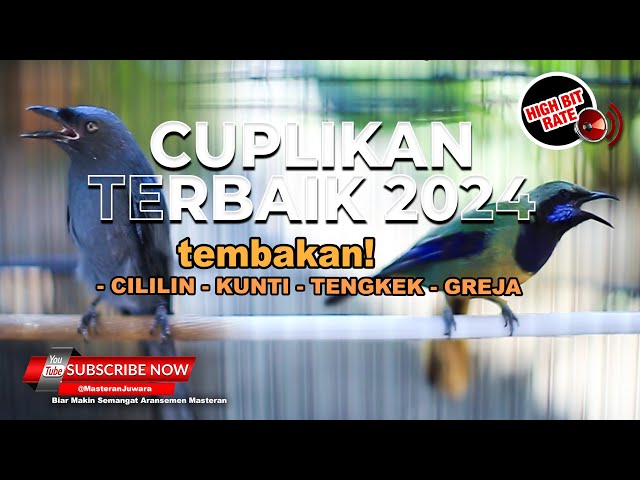 🔴 Cuplikan Terbaik Masteran Juwara 2024 Cililin Cucak Cungkok Srigunting Abu Abu class=