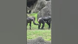Chimpanzee/Pan troglodytes/Taipei Zoo