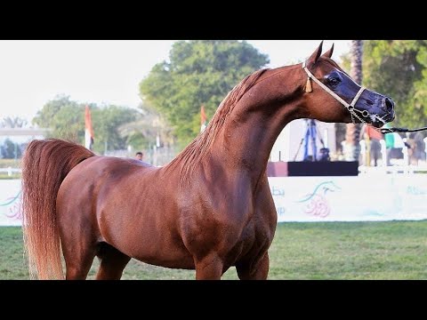 Vídeo: Raça De Cavalos Anglo-árabes Franceses Hipoalergênicos, Saúde E Longevidade