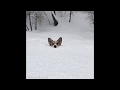 Pavlov the Corgi Hops Through Snow 1 Corgi Deep!