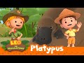 The Platypus | That's One Strange Animal! | Leo the Wildlife Ranger | Kids Animation