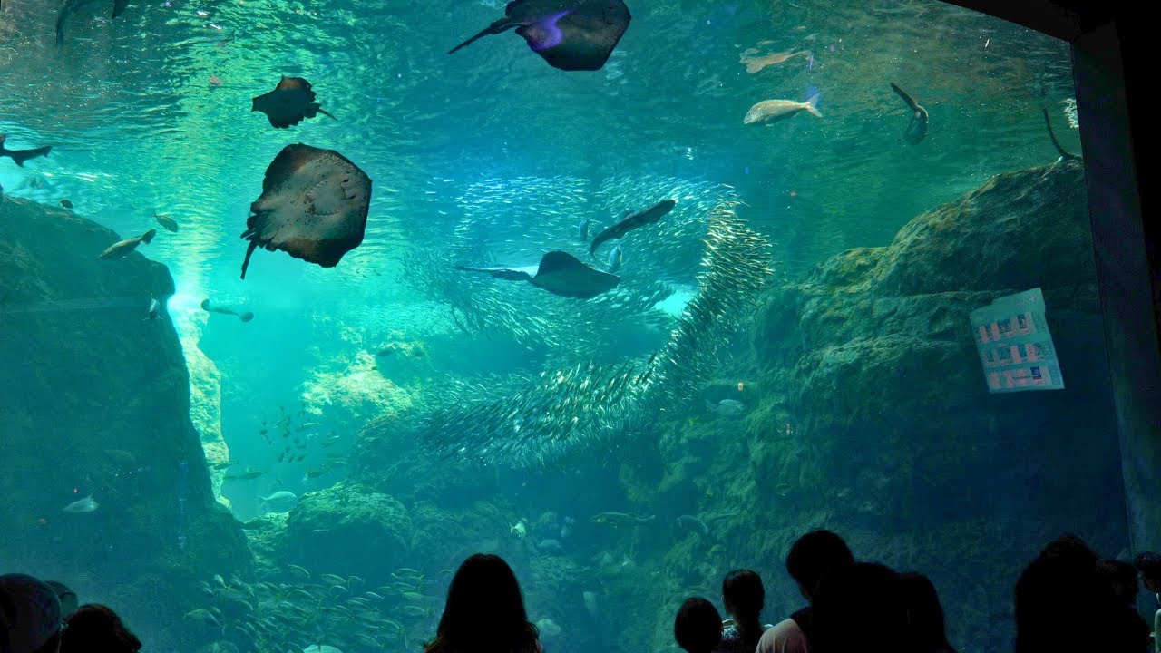 【4K60p】ENOSHIMA AQUARIUM Walking Tour 2023 Summer | Japan
