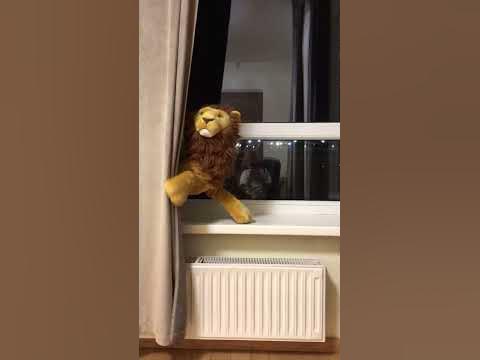Что за лев этот тигр 🐅 #лев #тигр #юмор - YouTube