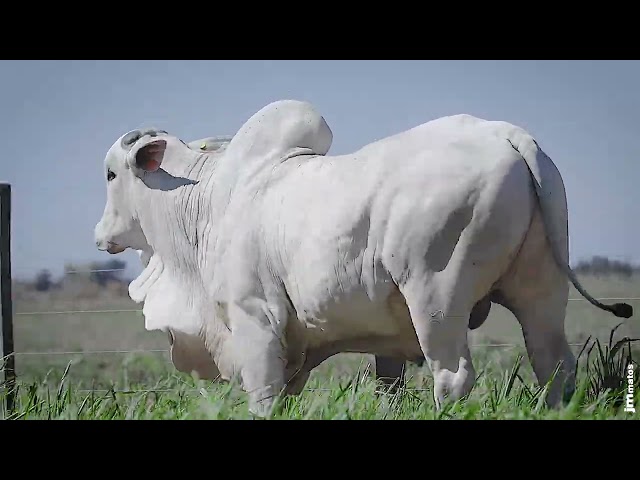 LOTE 16 -  MMAR 4218