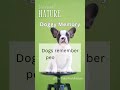 Doggy Memory: Unforgettable Bonds #DoggyMemory, #HeartwarmingDogs, #UnforgettableBond, #NatureLovers