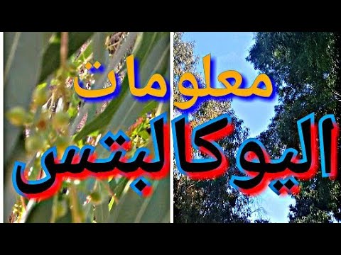 فيديو: هل توجد أشجار دائمة الخضرة في أستراليا؟