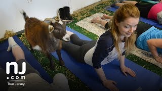 Goat yoga? Yes, it's a thing.