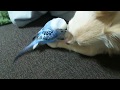チワワのお顔のメンテナンスをするインコ