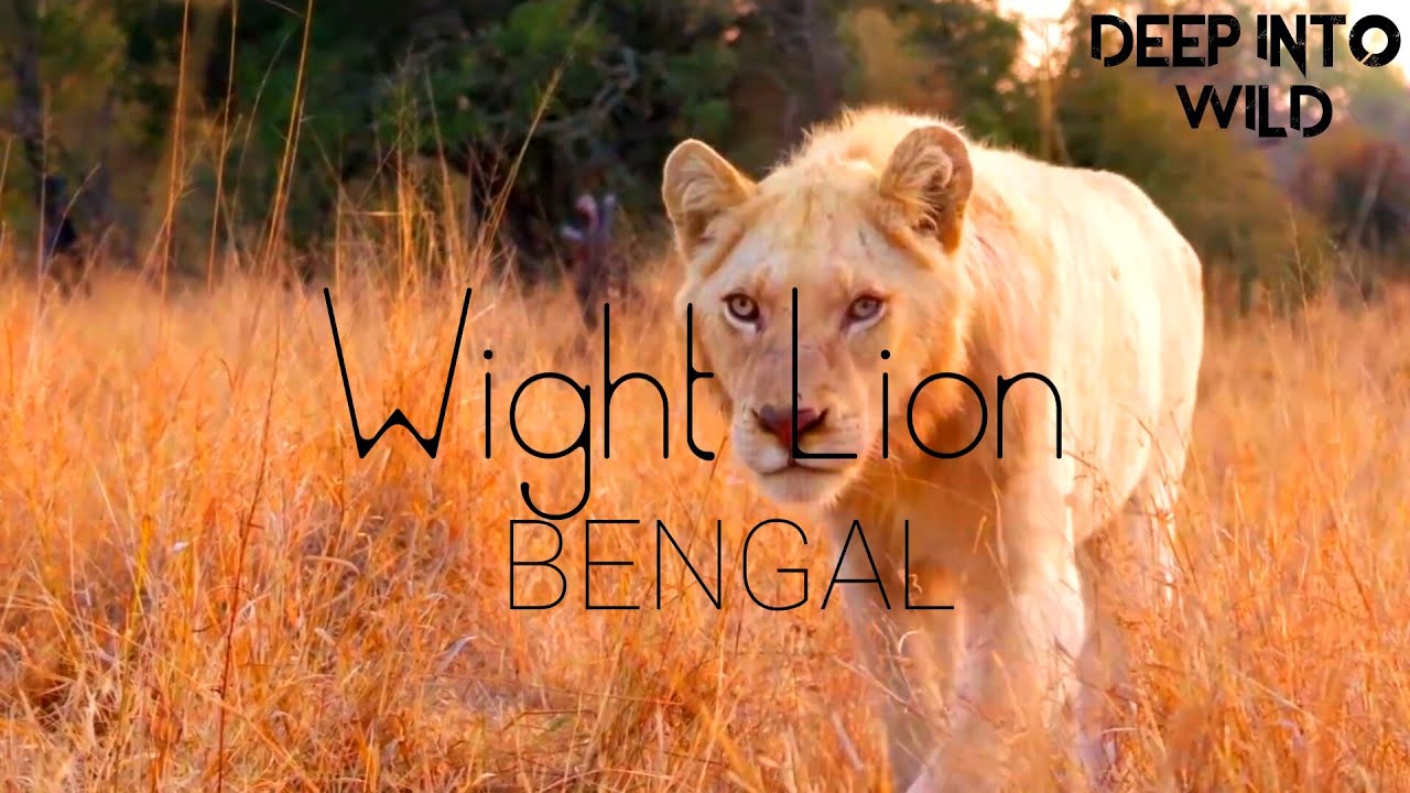 White Lion | Stock Footage #71 | Deep Into Wild |