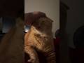 This kitten wants to #rule #funny #babyshorts #cat #love #cutebaby #everyone #comedy #funnymemes