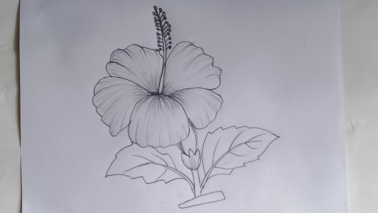 how to draw a hibiscus flower \\ joba ful drawing \\ step by step - YouTube