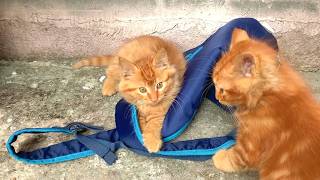 Yavru Kediler Çantamı Ele Geçirdi Geri Almak İmkansızdı