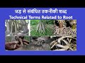 Technical terms related to roots ||  Plant roots ||Types of Root || Modified Root || Tap Root