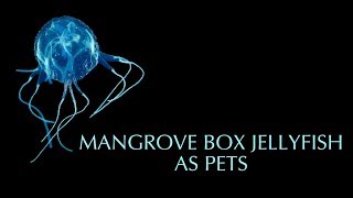 Pet Mangrove Box Jellyfish  Jellyfish Warehouse