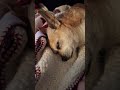 Laziest dog you will see! #lazydog #sleepmood #doglife #doglove #youtubeshorts #fyp #fypシ