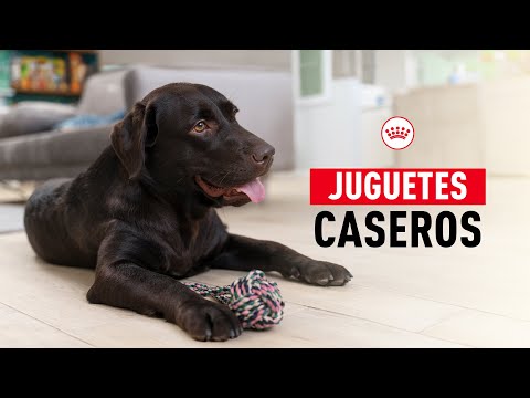 ¡Juguetes caseros para perros! | Royal Canin