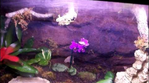 green tree python cyclops