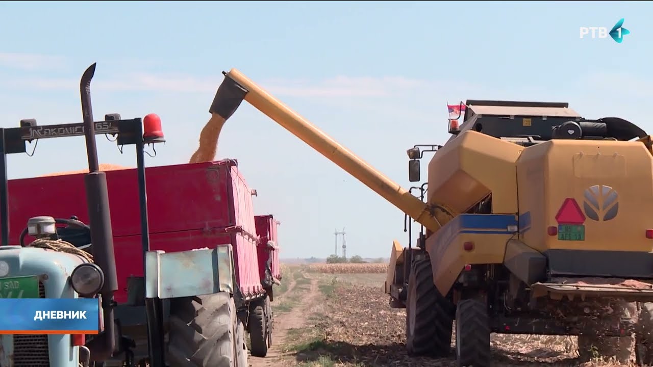 Žetva kukuruza u Kovilju