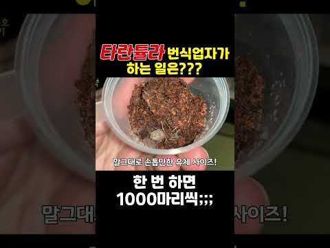 <strong>천마리</strong> 거미 새끼 옮기는 법 #타란튤라