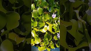 época del camalote ( lirio acuático)