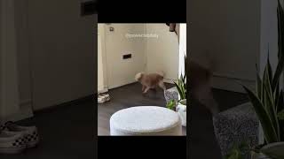 Dogs are pure chaos 🤣#funnydogs #dogshorts #petcomedy #funny #memes #pets #dog #dogs #puppy #funny