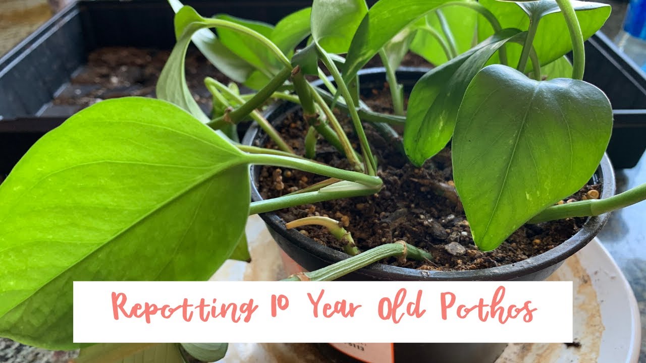 Repotting 10 Year Old Pothos Plants & Gardening Whitney’s World