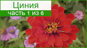 🌼 Циния – описание и история цветка