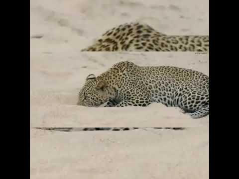 Python Constricts Leopard As It Fights Back!