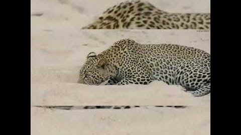Python Constricts Leopard As It Fights Back!