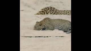 Python Constricts Leopard As It Fights Back!