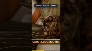 Genius Cats Uncovered #Shorts #cats #Pets
