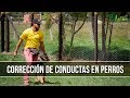 Como Corregir la Conducta en Perros - TvAgro por Juan Gonzalo Angel