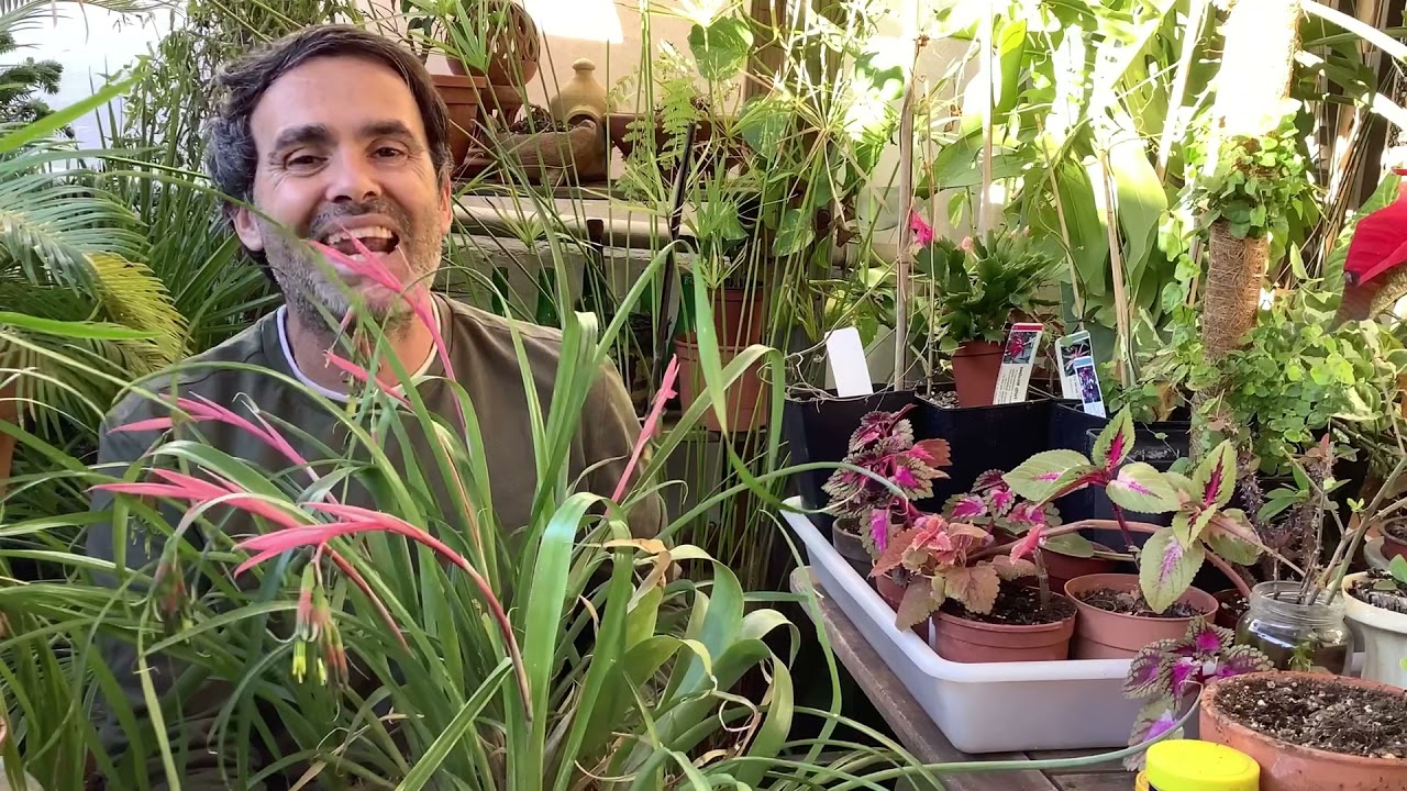 Billbergia nutans una bromelia fácil, un jardín en el ático CAP:32