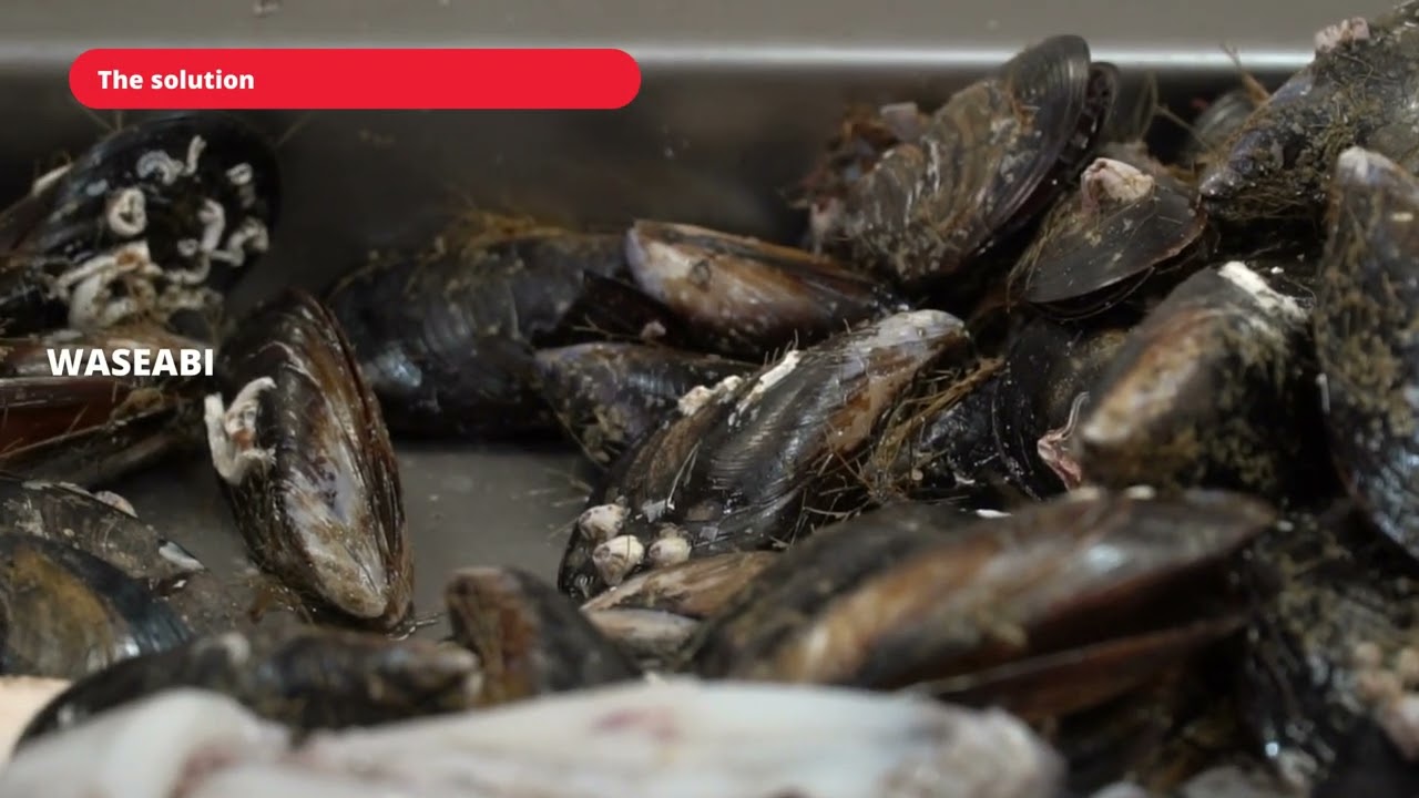 Scale up of the savory compound’s recovery from Mussel cooking production