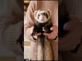 🐾Ferret wants attention wow♥️